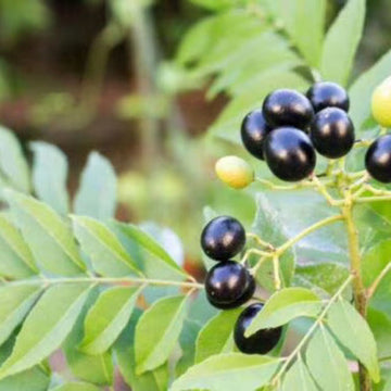 Curry Leaf Seeds – Regular
