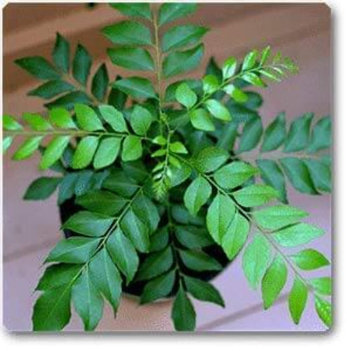 Curry Leaf Seeds – Senkaampu

