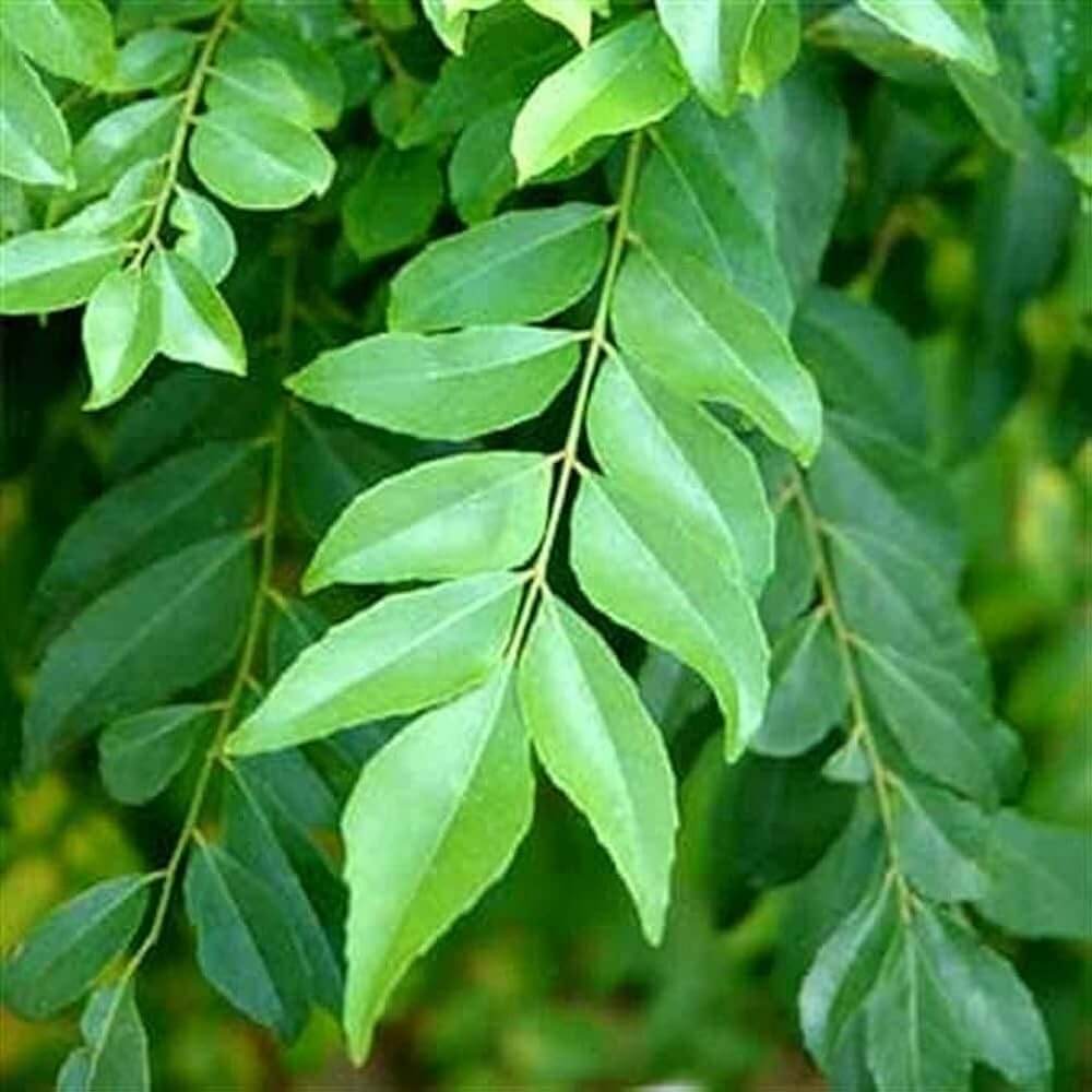 Curry Leaf Seeds – Senkaampu
