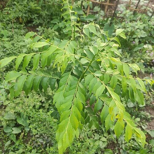 Curry Leaves Plant Seeds - Vegetable Plant