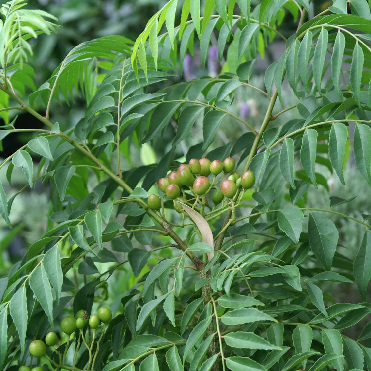 Curry Leaves Plant Seeds - Vegetable Plant