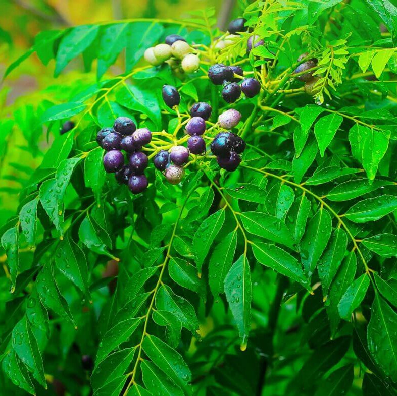 Curry Leaves Plant Seeds - Vegetable Plant