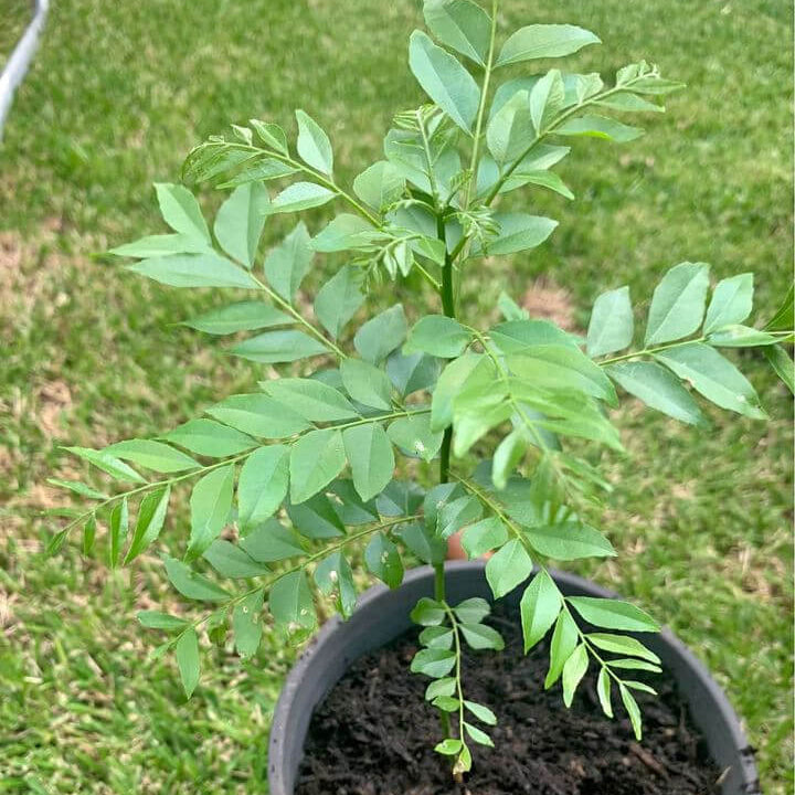 Curry Patta Seeds - Vegetable Plant