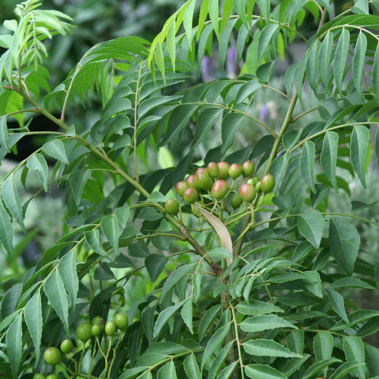 Curry Patta Seeds - Vegetable Plant