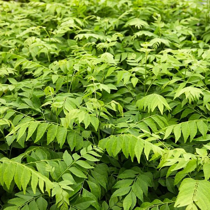 Curry Patta Seeds - Vegetable Plant