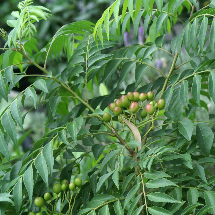 Curry Tree Seeds - Vegetable Plant