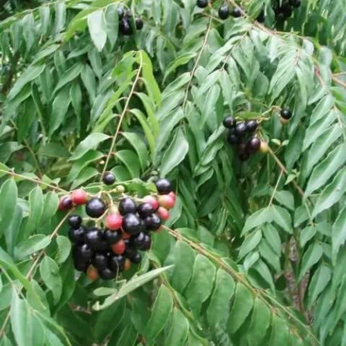 Curry Tree Seeds - Vegetable Plant
