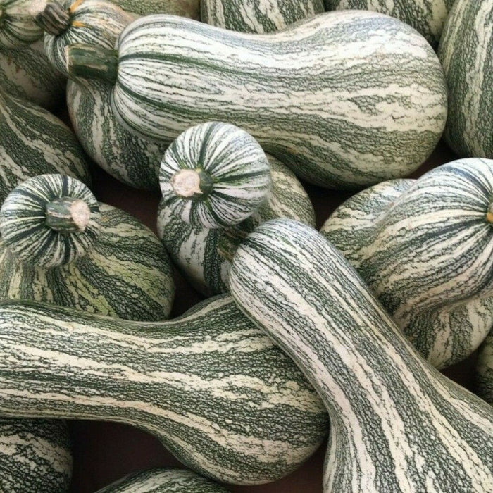 Cushaw Pumpkin Seeds
