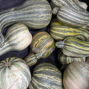 Cushaw Pumpkin Seeds
