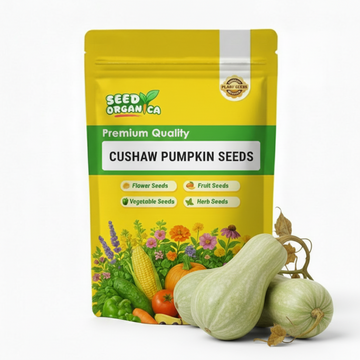 Cushaw Pumpkin Seeds
