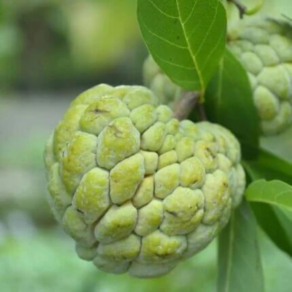 Custard Apple Seeds – Green