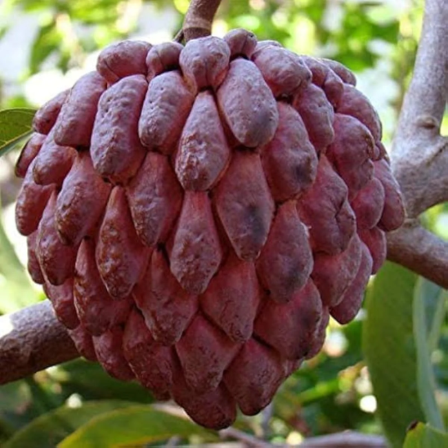 Custard Apple Seeds – Red
