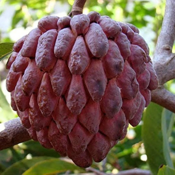 Custard Apple Seeds – Red
