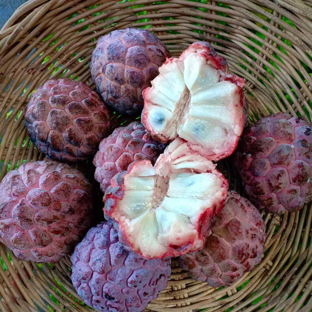 Custard Apple Seeds – Red
