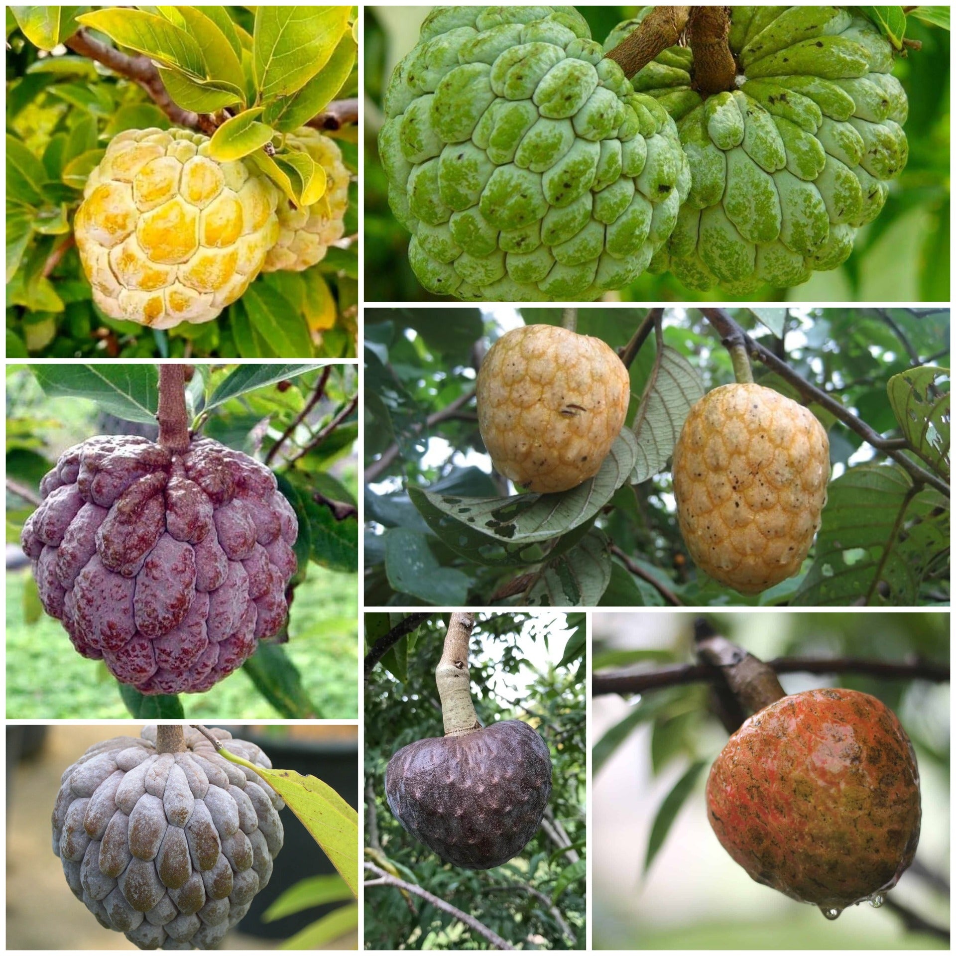 Custard Apple Seeds - All In One For Home Gardens