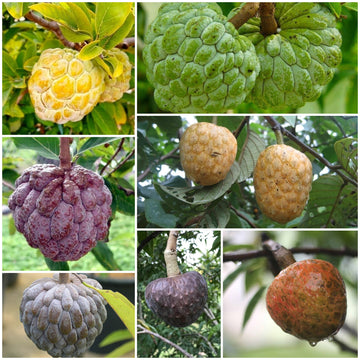 Custard Apple Seeds - All In One For Home Gardens