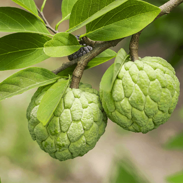 Custard Apple Seeds - All In One For Home Gardens
