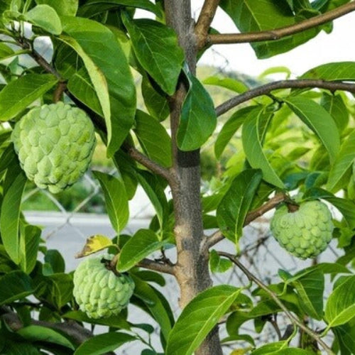 Custard Apple Seeds - All In One For Home Gardens