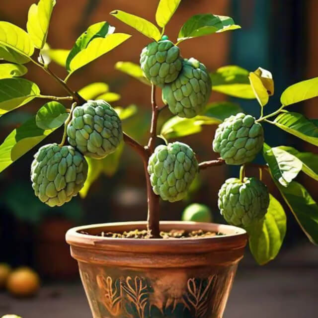 Custard Apple Seeds - All In One For Home Gardens
