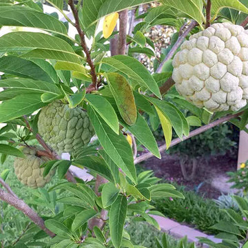 Custard Apple Seeds - All In One For Home Gardens