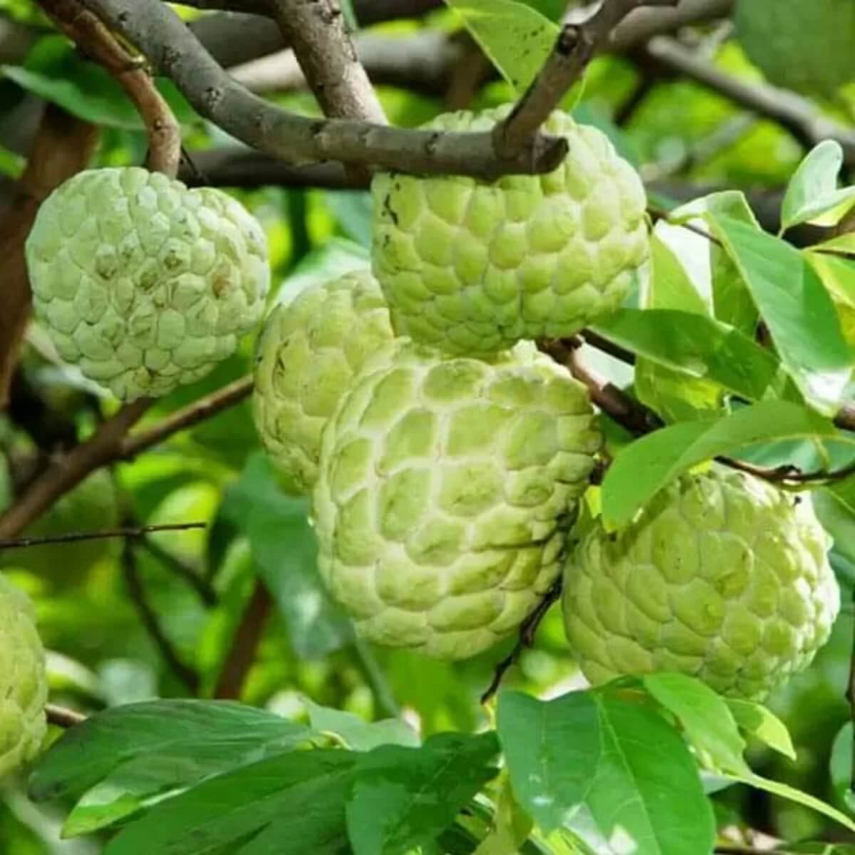 Custard Apple Seeds - All In One For Home Gardens