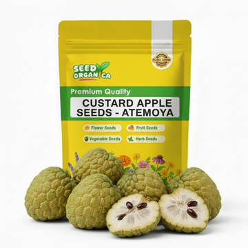 Custard Apple Seeds - Atemoya
