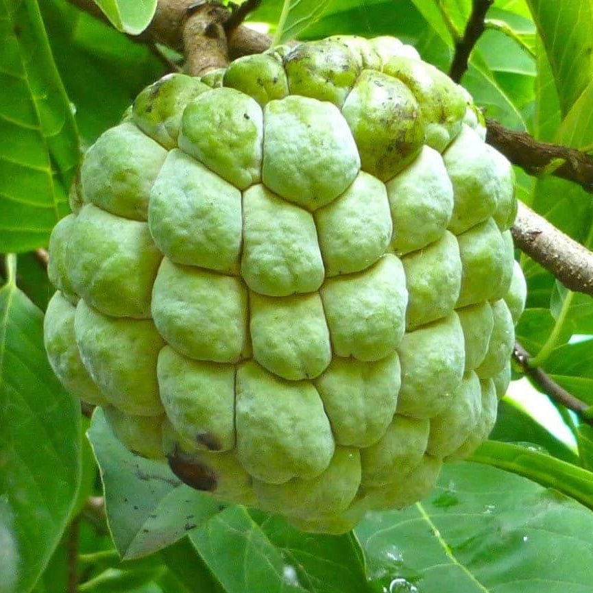 Custard Apple Seeds – Green
