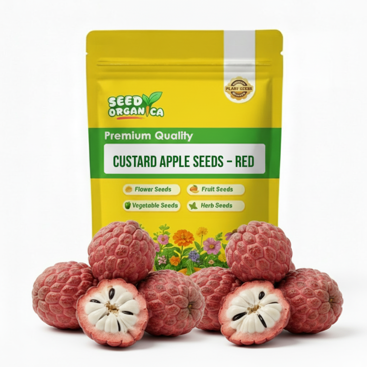 Custard Apple Seeds – Red