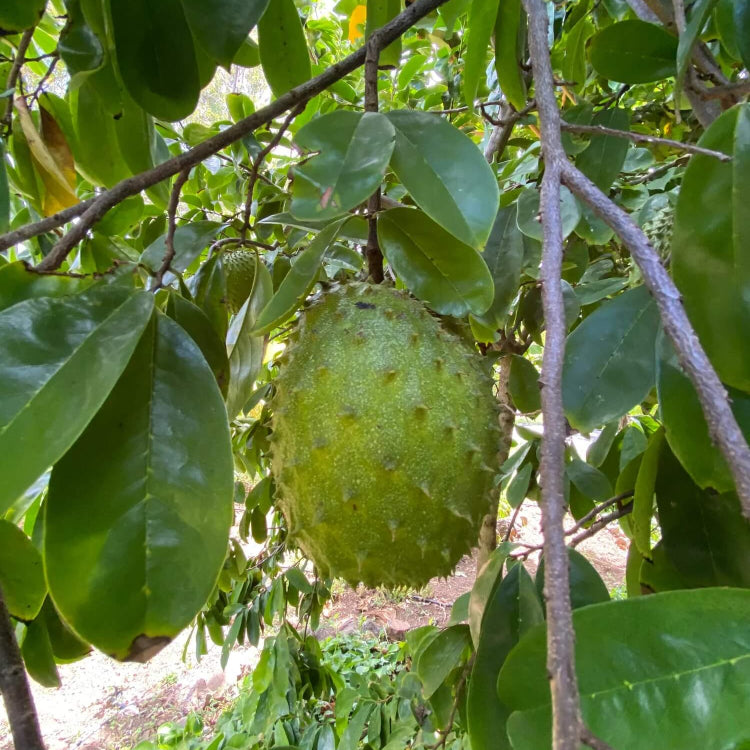 Custard Apple Soursop Seeds - Fruit Plant