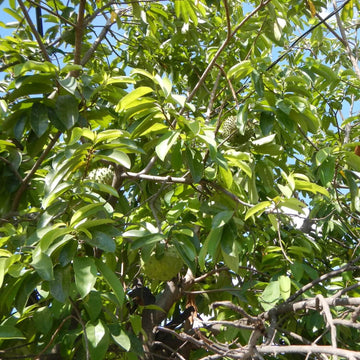 Custard Apple Soursop Seeds - Fruit Plant