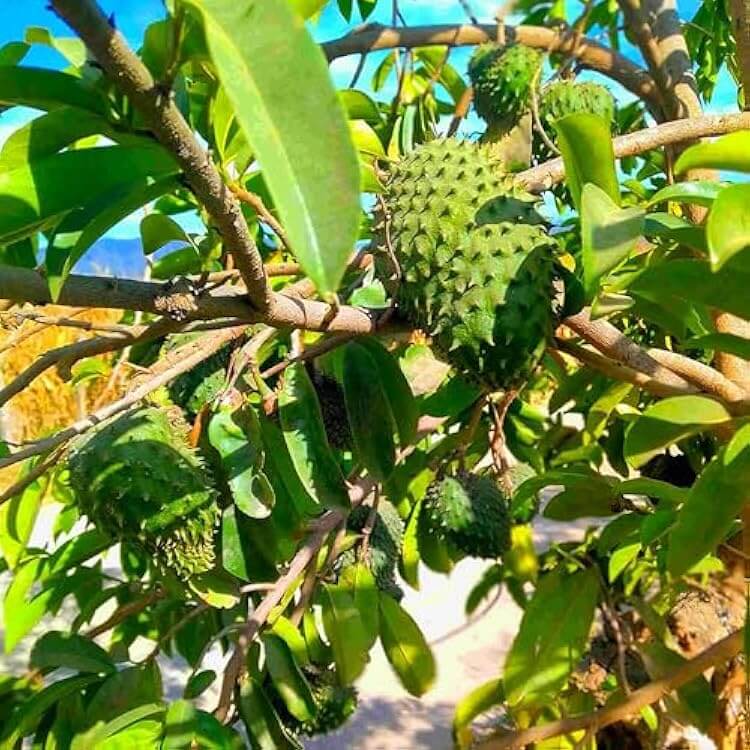 Custard Apple Soursop Seeds - Fruit Plant