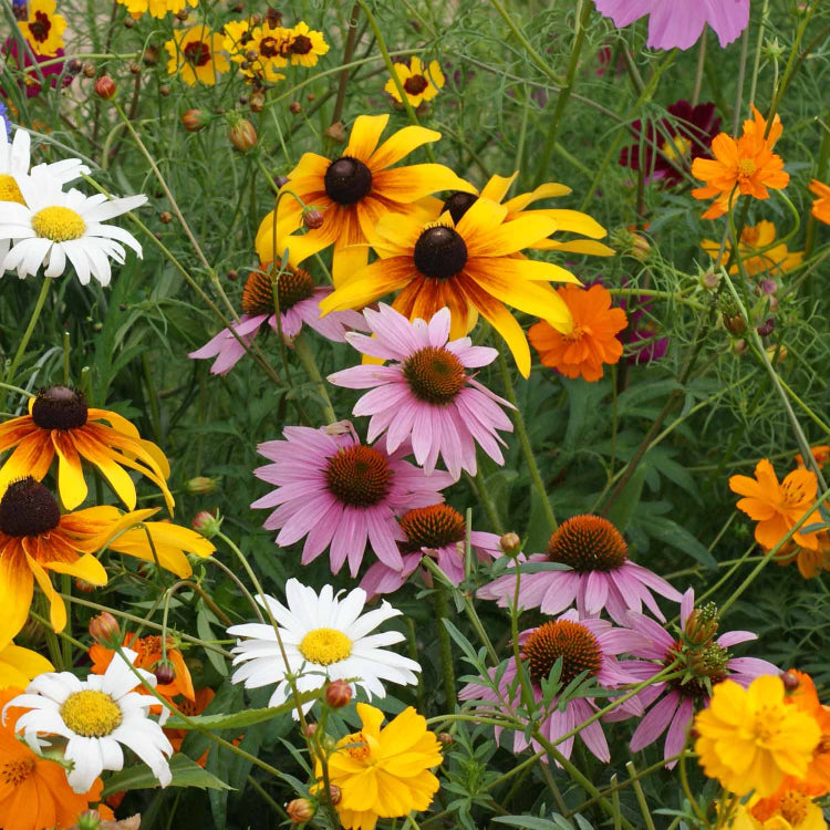 Cut Flower Seeds - Flower Plant