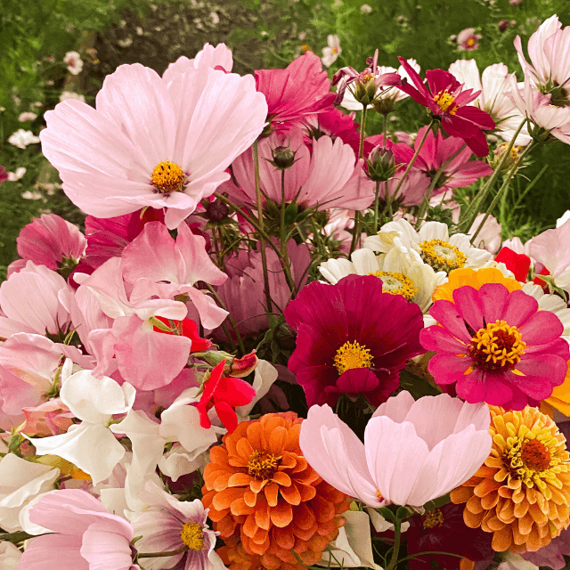 Cut Flower Seeds - Flower Plant