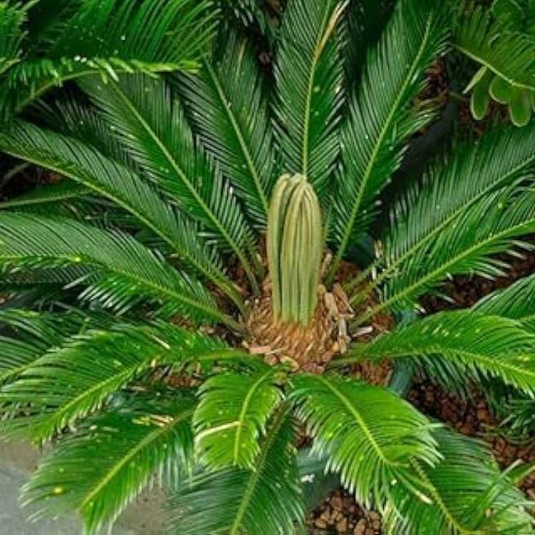 Cycad Seeds
