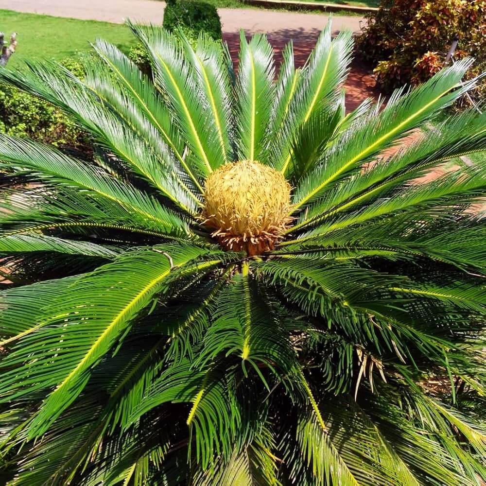 Cycad Seeds
