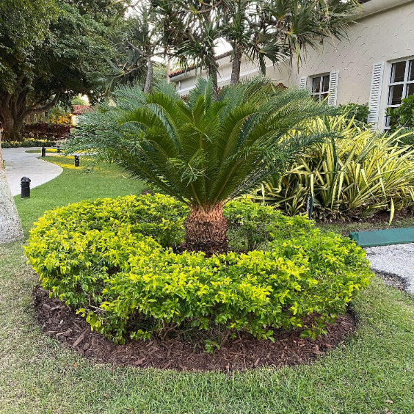 Cycad Seeds