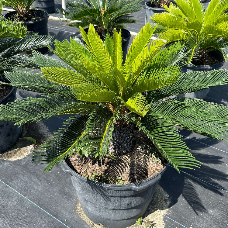 Cycad Seeds