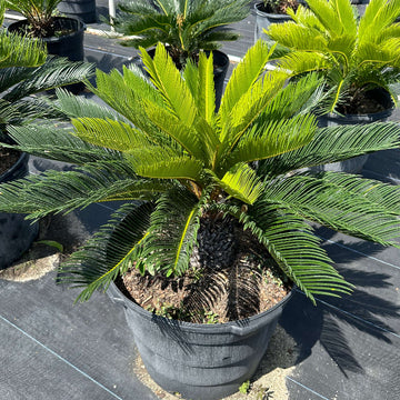 Cycad Seeds