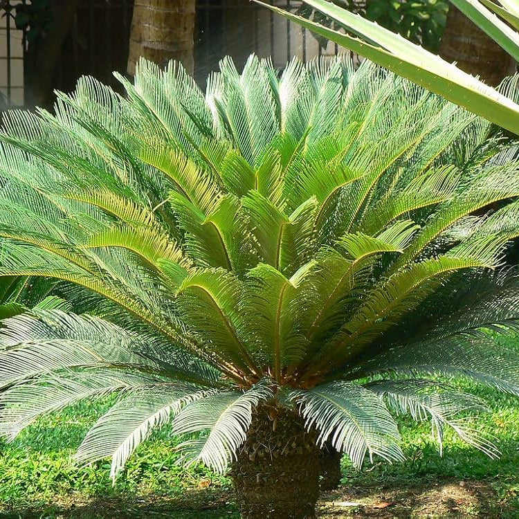 Cycas Palm Plant Seeds