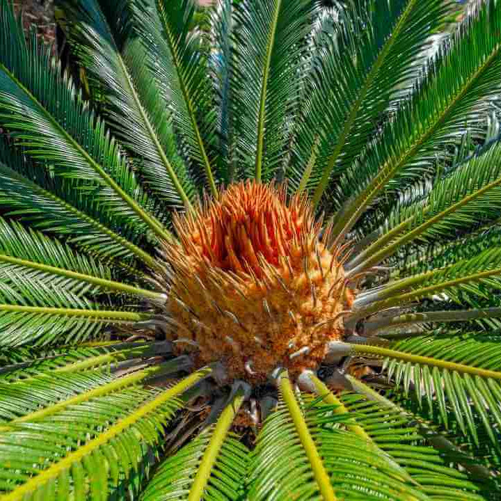 Cycas Palm Plant Seeds