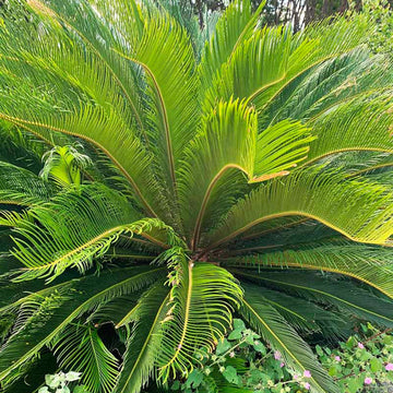 Cycas Palm Plant Seeds
