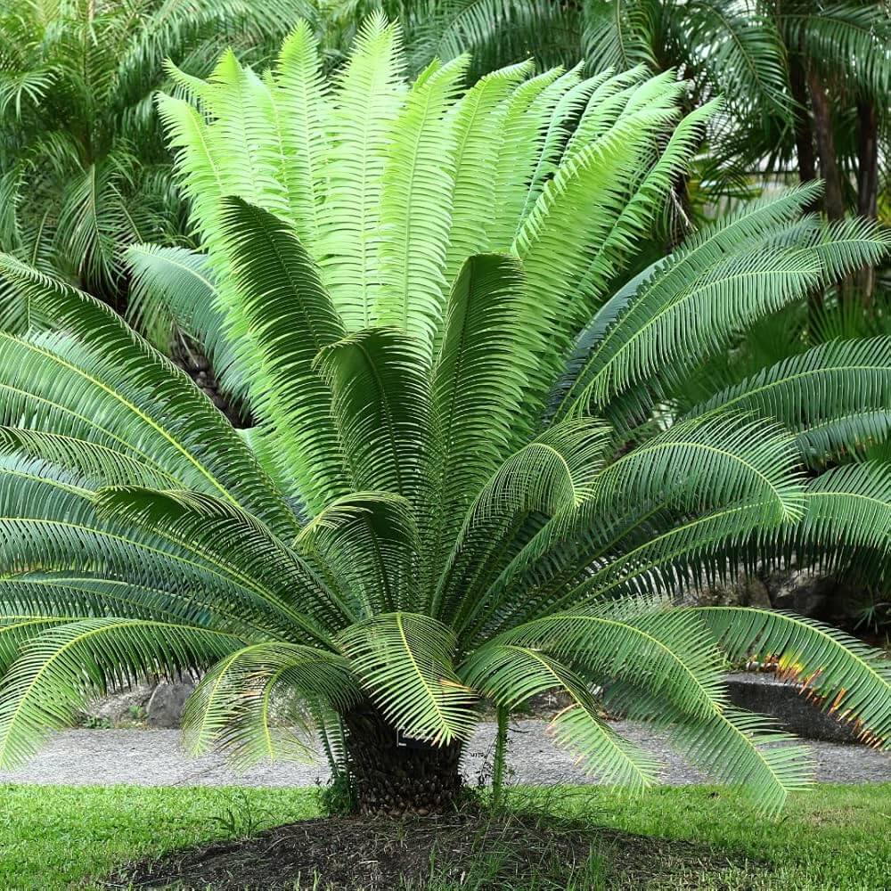 Cycas Revoluta Seeds