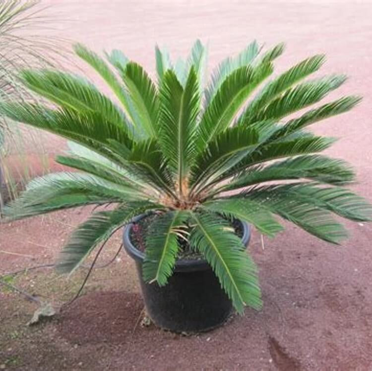Cycas Revoluta Seeds