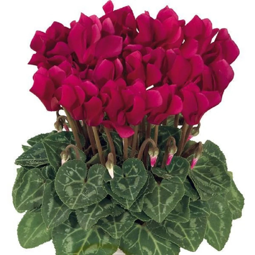 Cyclamen Seeds – Deep Red