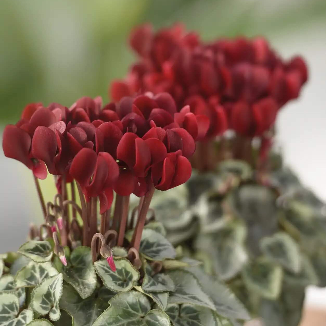 Cyclamen Seeds – Deep Red