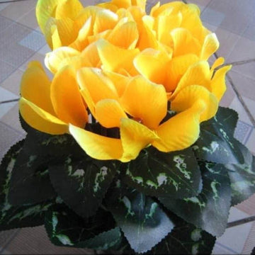 Cyclamen Seeds – Light Yellow