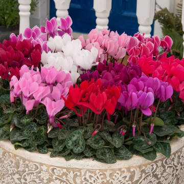 Cyclamen Persicum Seeds – Persian Cyclamen
