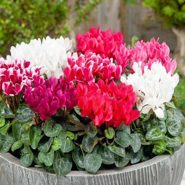 Cyclamen Persicum Seeds – Persian Cyclamen
