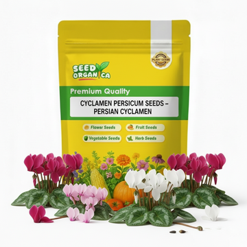Cyclamen Persicum Seeds – Persian Cyclamen