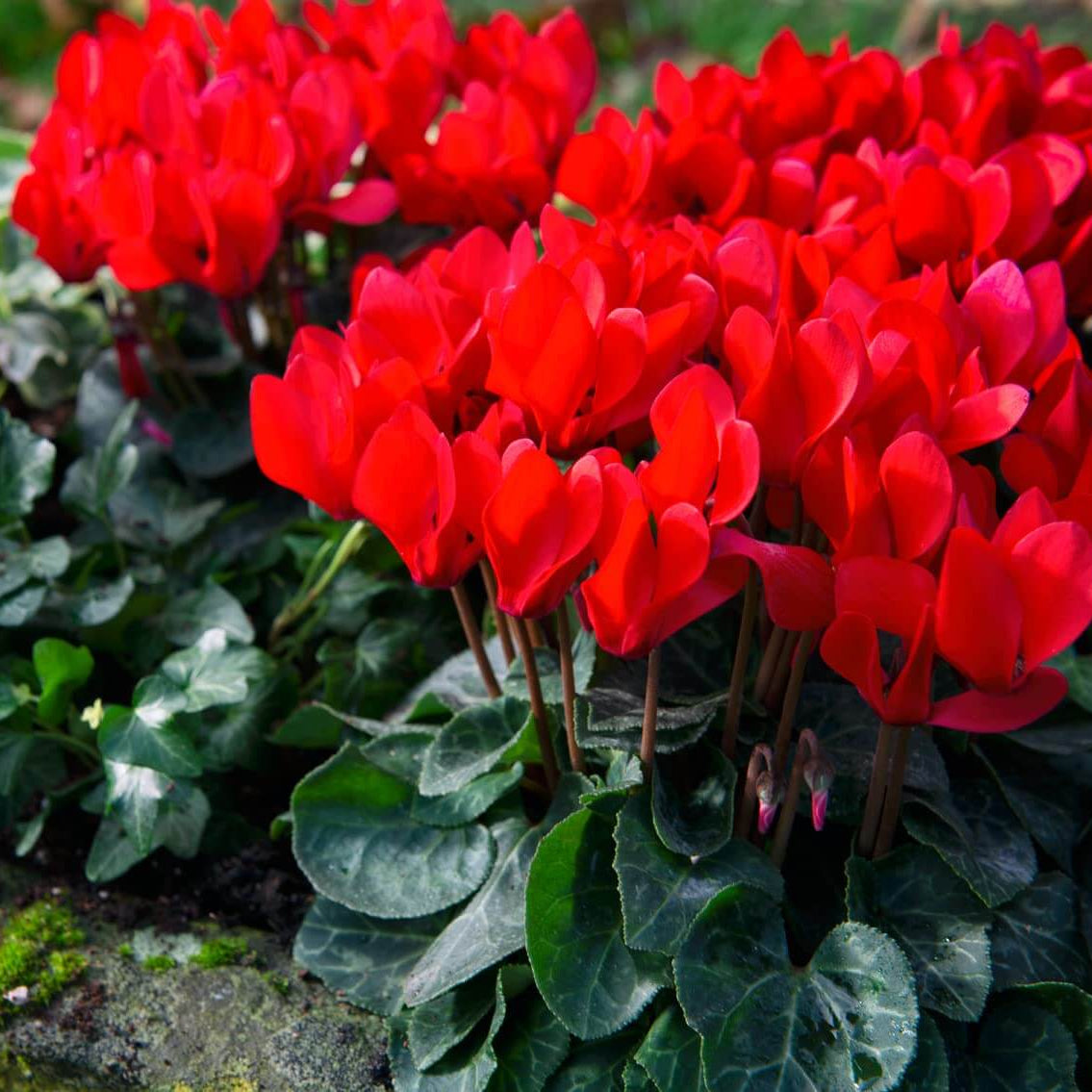 Cyclamen Seeds – Red